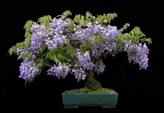 Shangrala's Beautiful Bonsai Trees