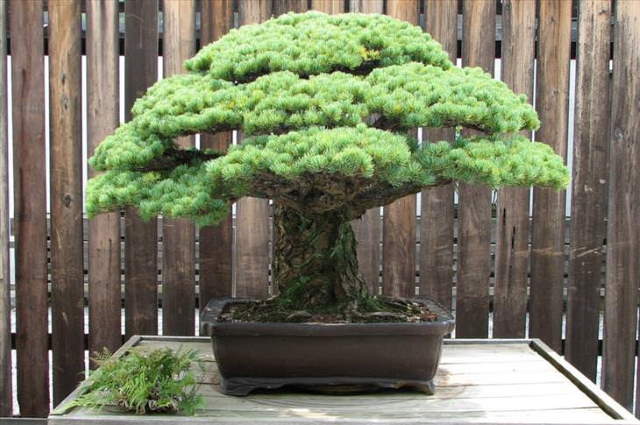 Shangrala's Beautiful Bonsai Trees