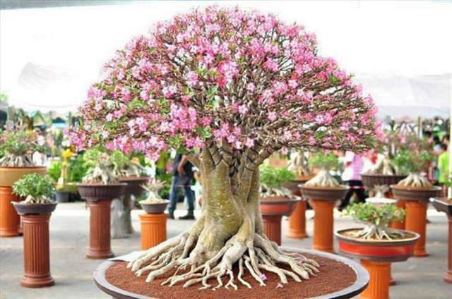 Shangrala's Beautiful Bonsai Trees