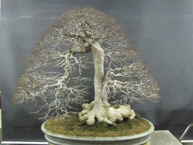 Shangrala's Beautiful Bonsai Trees