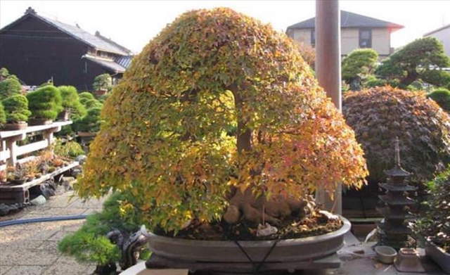 Shangrala's Beautiful Bonsai Trees