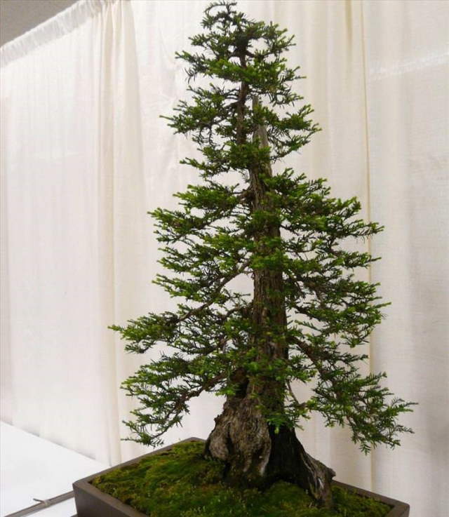 Shangrala's Beautiful Bonsai Trees