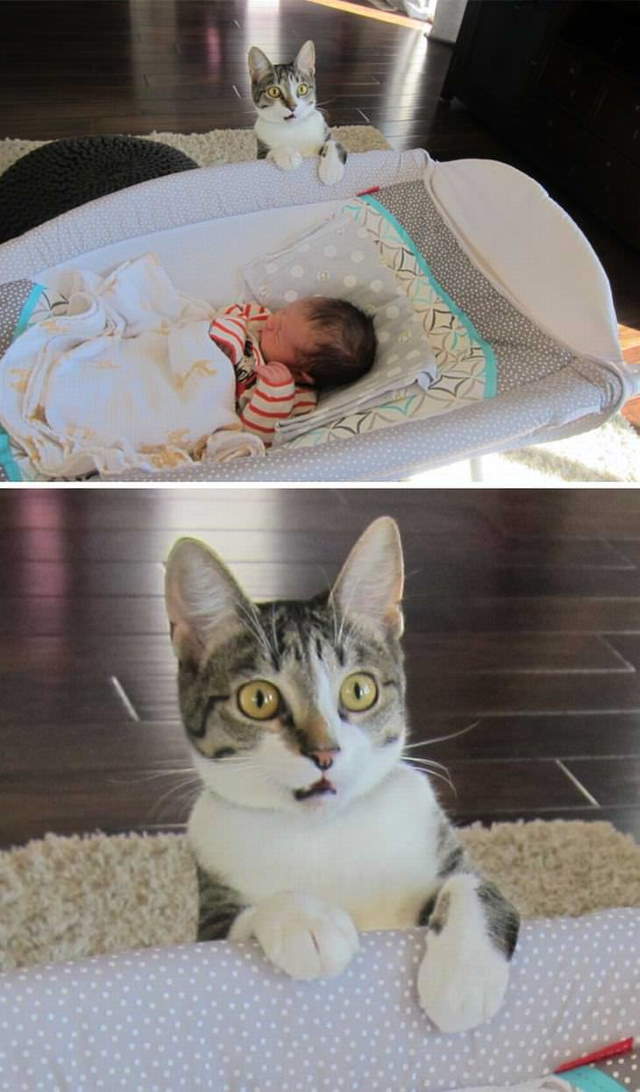Shangrala's Cat Drama!