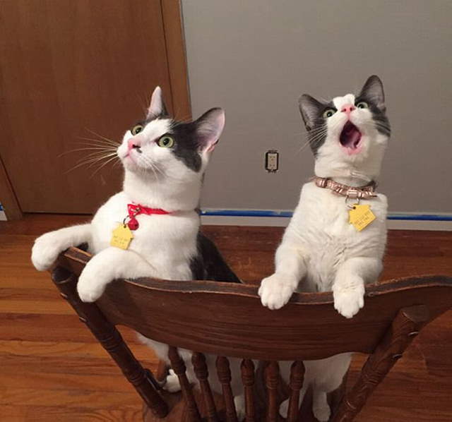 Shangrala's Cat Drama!