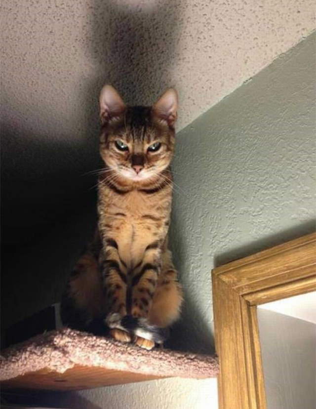 Shangrala's Cat Drama!