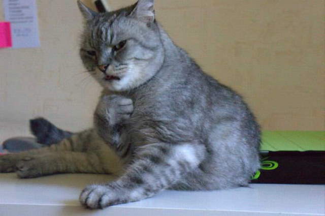 Shangrala's Cat Drama!