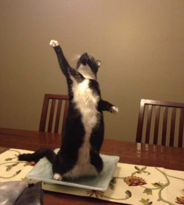Shangrala's Cat Drama!