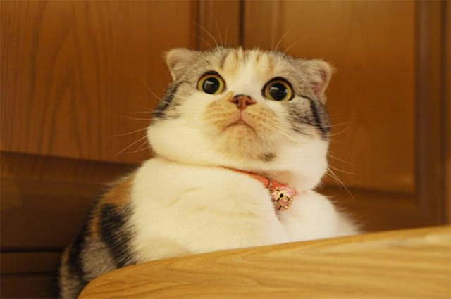 Shangrala's Cat Drama!