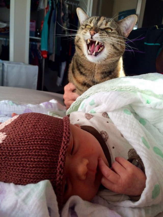 Shangrala's Cat Drama!