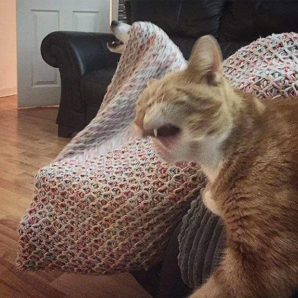 Shangrala's Cat Drama!