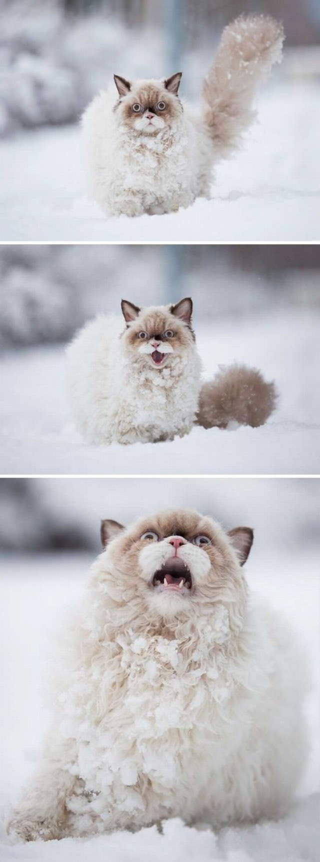 Shangrala's Cat Drama!