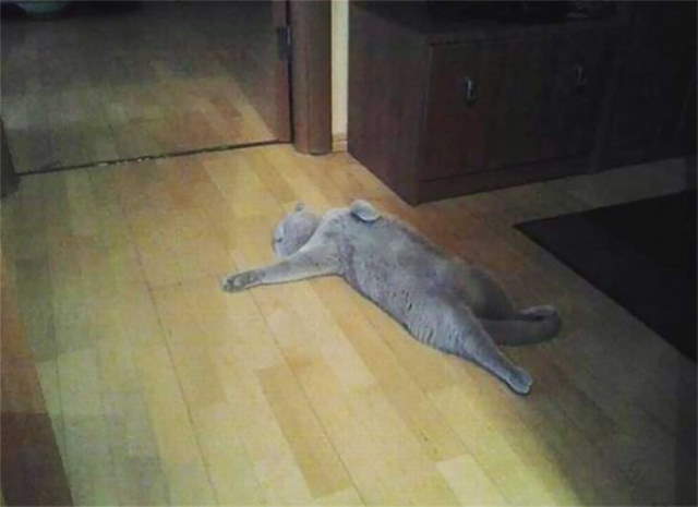 Shangrala's Cat Drama!