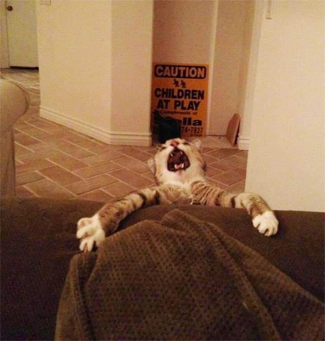 Shangrala's Cat Drama!