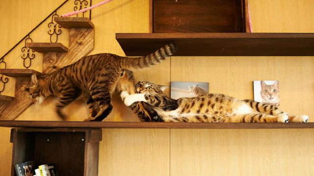 Shangrala's Cat Drama!