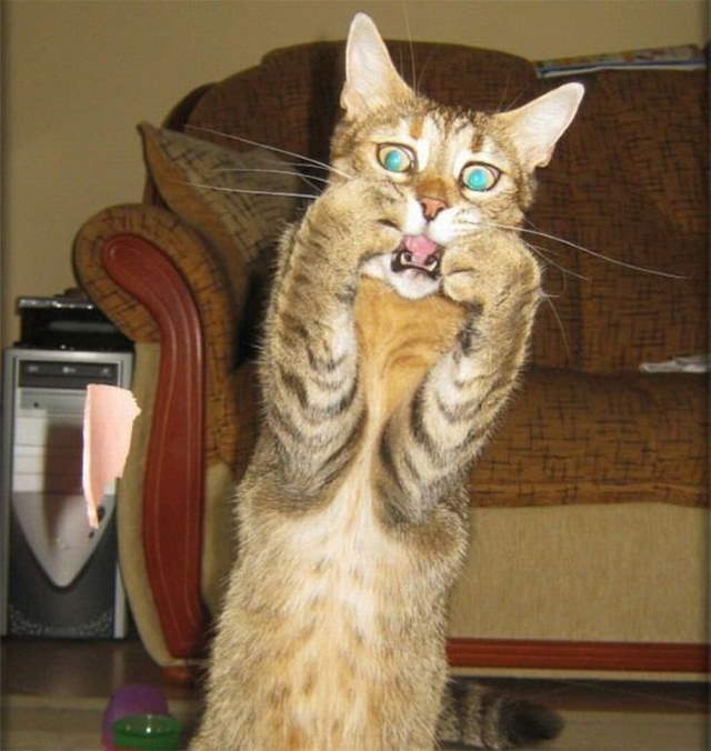 Shangrala's Cat Drama!