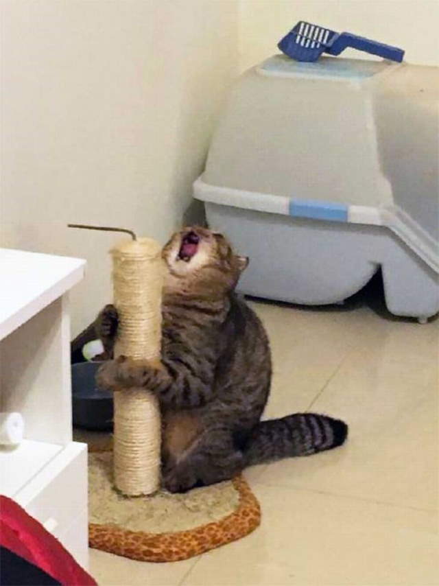 Shangrala's Cat Drama!