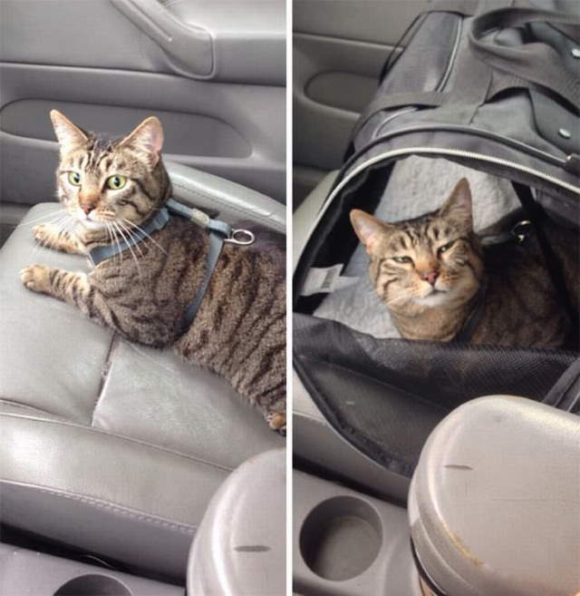 Shangrala's Cat Drama!