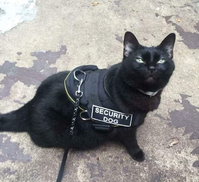 Shangrala's Cats With Jobs!
