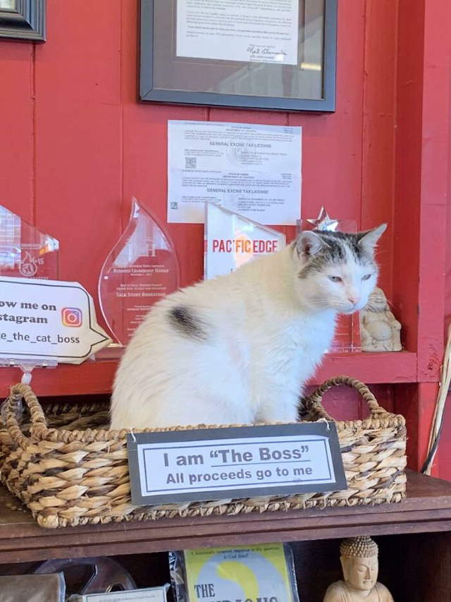 Shangrala's Cats With Jobs!