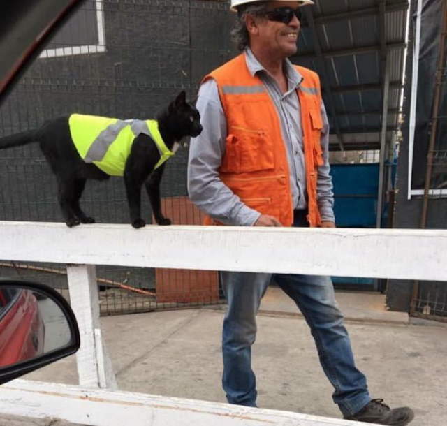 Shangrala's Cats With Jobs!