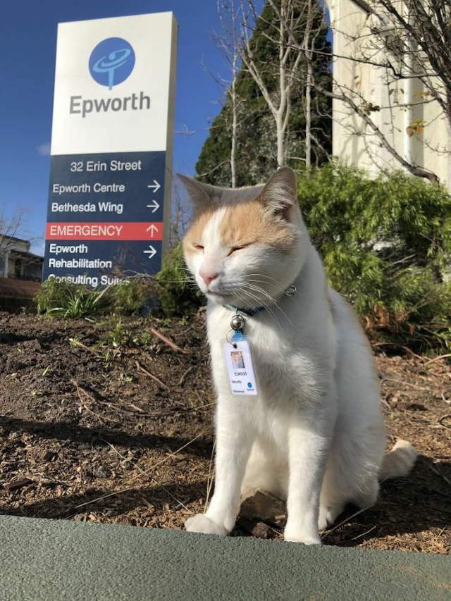Shangrala's Cats With Jobs!