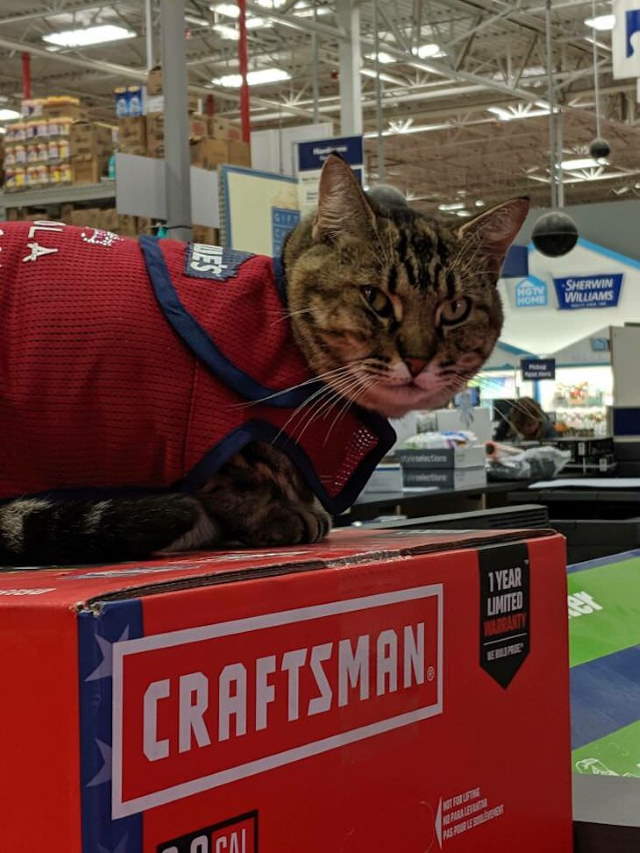 Shangrala's Cats With Jobs!