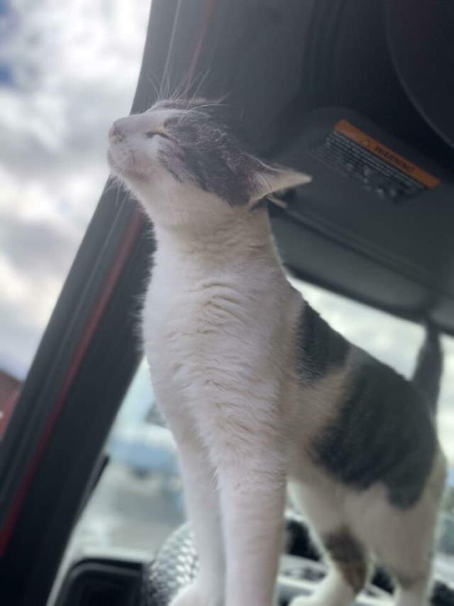 Shangrala's Cats With Jobs!