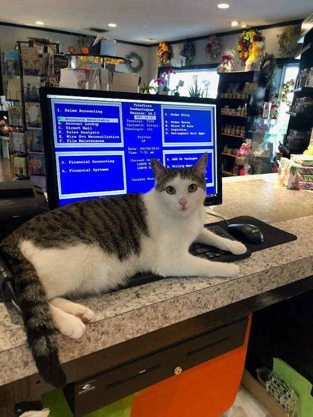 Shangrala's Cats With Jobs!