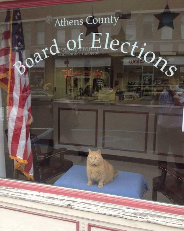 Shangrala's Cats With Jobs!