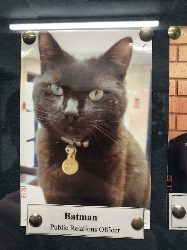 Shangrala's Cats With Jobs!