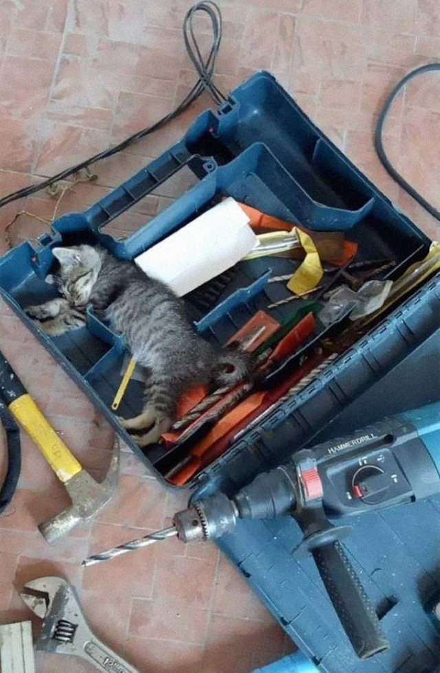Shangrala's Cats With Jobs!