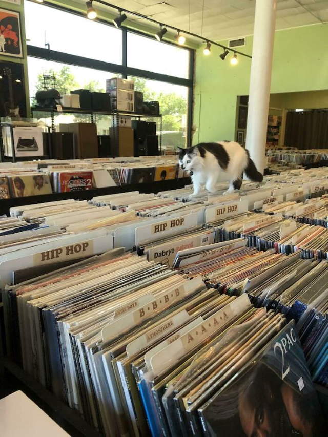 Shangrala's Cats With Jobs!