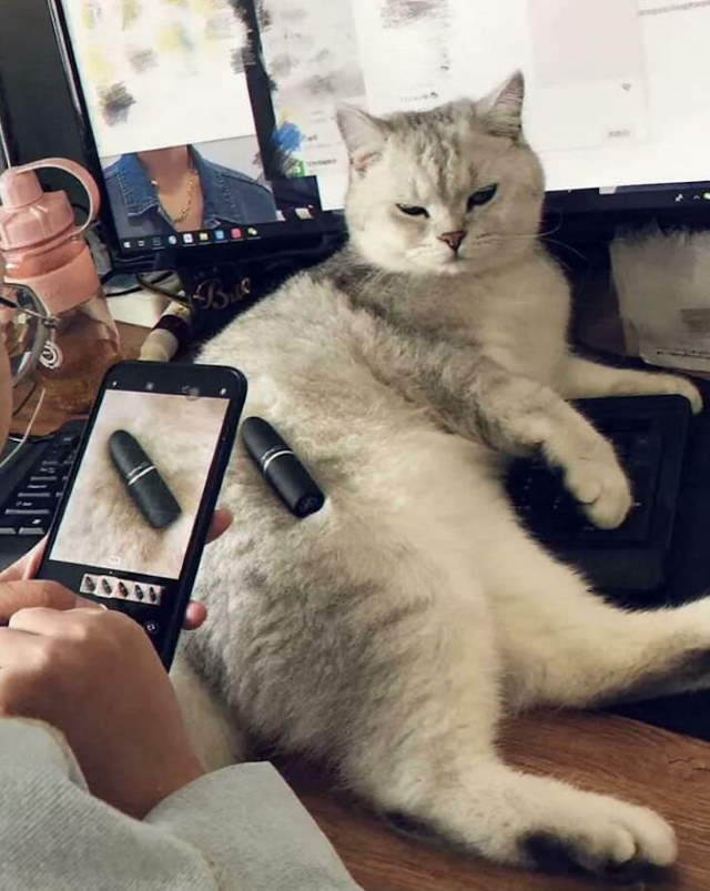 Shangrala's Cats With Jobs!