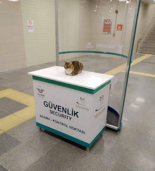 Shangrala's Cats With Jobs!