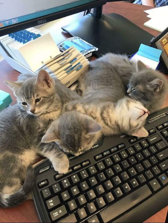 Shangrala's Cats With Jobs!