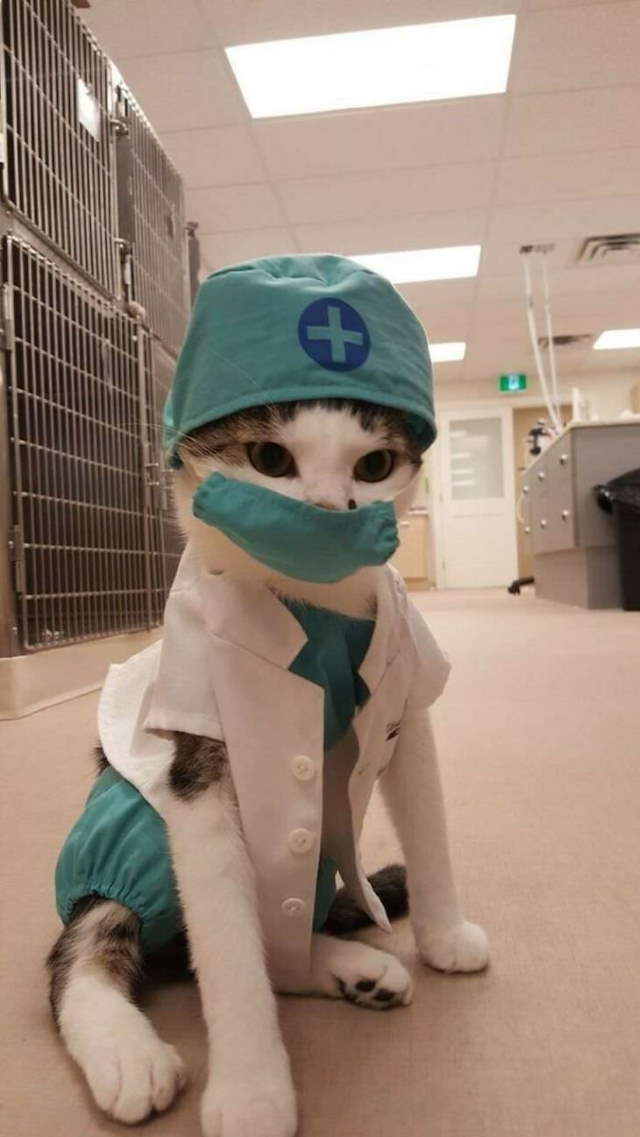 Shangrala's Cats With Jobs!