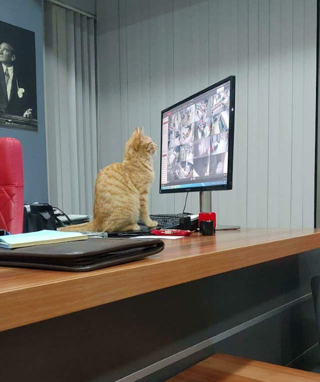 Shangrala's Cats With Jobs!