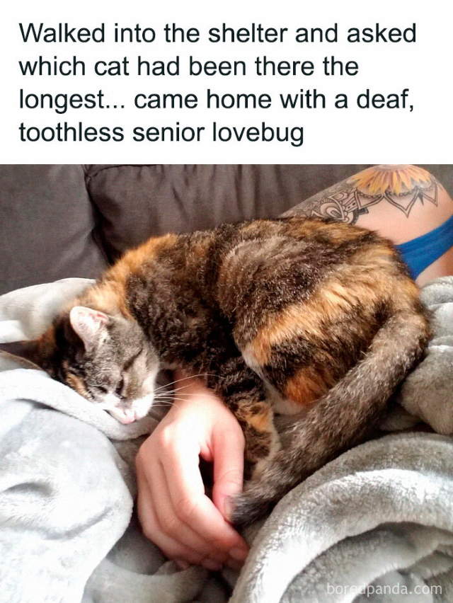 Shangrala's Sweet Cat Memes