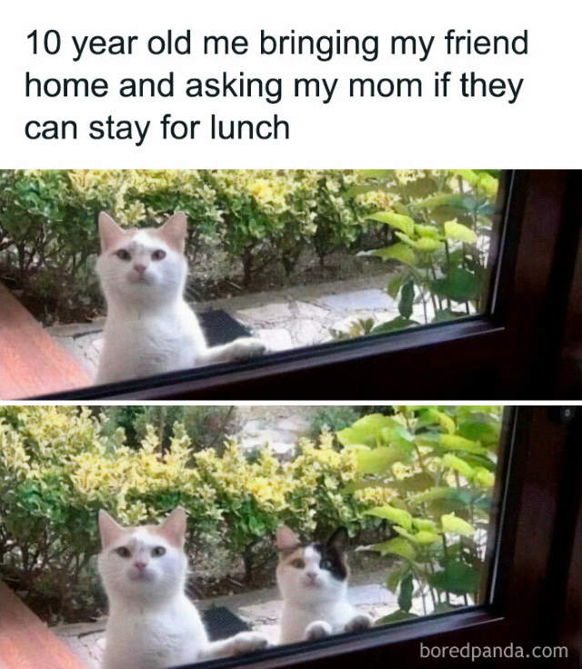 Shangrala's Sweet Cat Memes