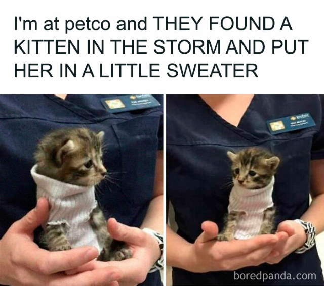 Shangrala's Sweet Cat Memes