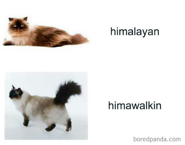 Shangrala's Sweet Cat Memes