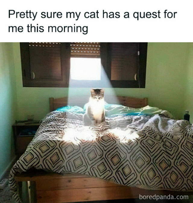 Shangrala's Sweet Cat Memes