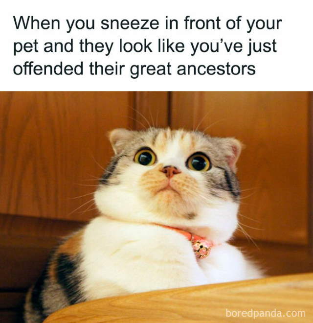 Shangrala's Sweet Cat Memes