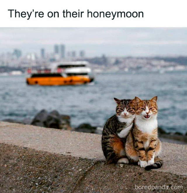 Shangrala's Sweet Cat Memes
