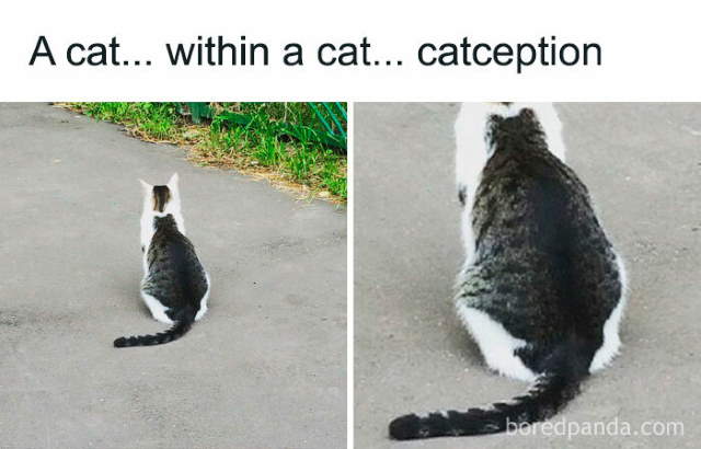 Shangrala's Sweet Cat Memes