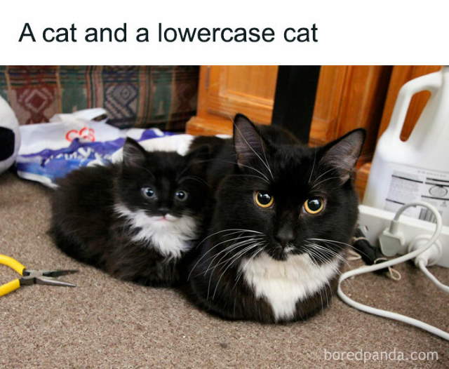 Shangrala's Sweet Cat Memes