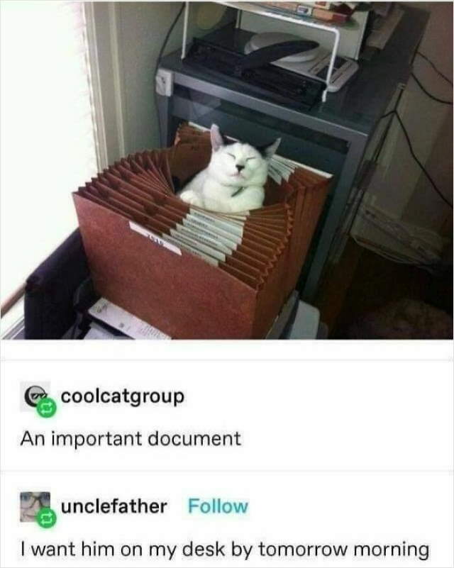 Shangrala's Sweet Cat Memes