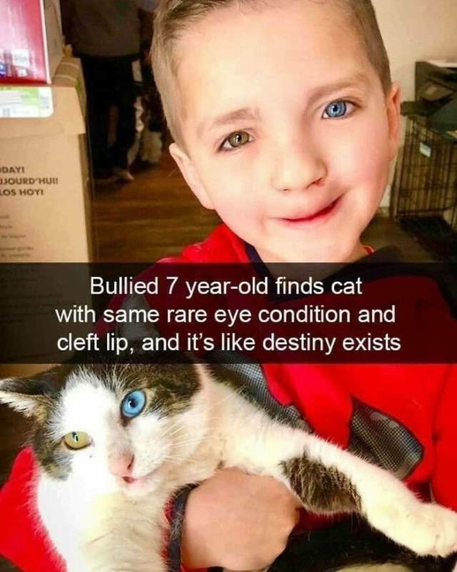 Shangrala's Sweet Cat Memes