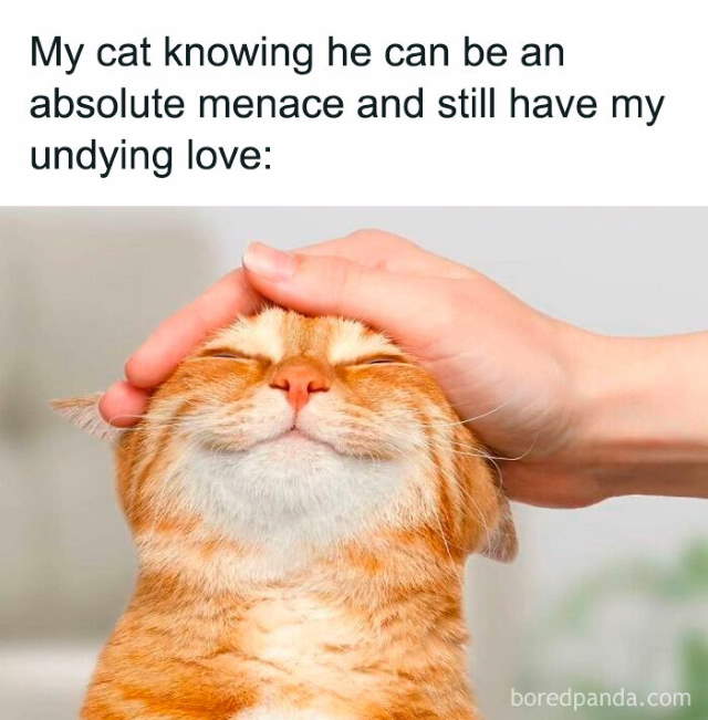 Shangrala's Sweet Cat Memes