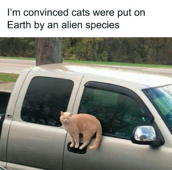 Shangrala's Sweet Cat Memes